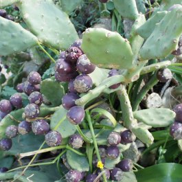 Figuier de Barbarie , Malte