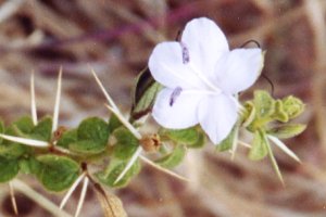 Fleurs