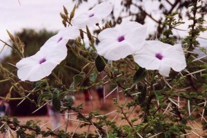 Fleurs