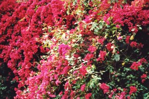 Bougainvill�es - I.Augier