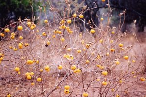 Fleurs - I.Augier