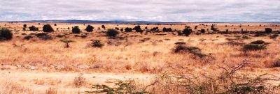Savane � Amboseli - I.Augier