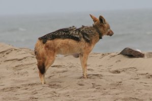 Chacal, Cape Cross