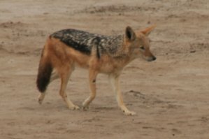 Chacal, Cape Cross