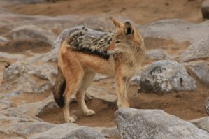 Chacal, Cape Cross