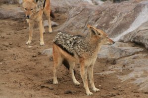Chacal, Cape Cross