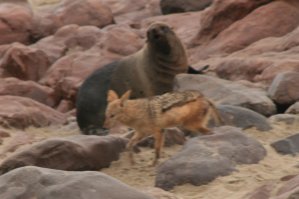 Chacal, Cape Cross