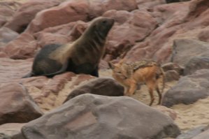 Chacal, Cape Cross