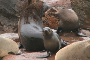 Otaries, Cape Cross