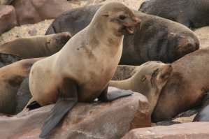 Otaries, Cape Cross