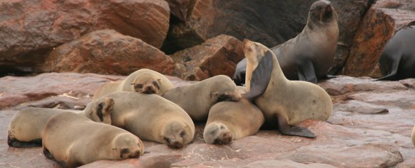 Otaries, Cape Cross
