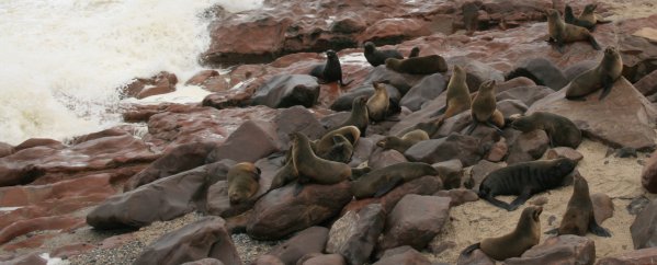 Otaries, Cape Cross