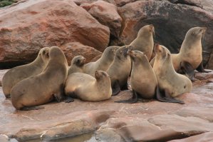 Otaries, Cape Cross