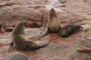 Otaries, Cape Cross