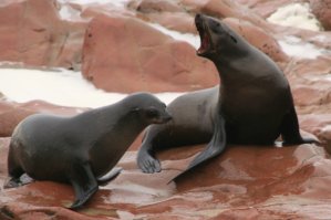 Otaries, Cape Cross