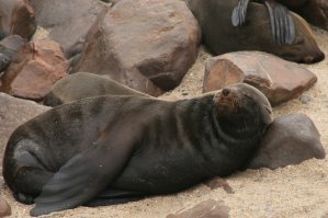 Otaries, Cape Cross