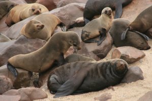 Otaries, Cape Cross