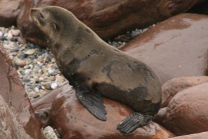 Otaries, Cape Cross