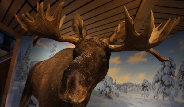 Musée du ski, Holmenkollen