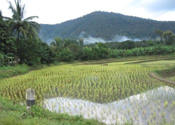 Rizi&egrave;res thaies