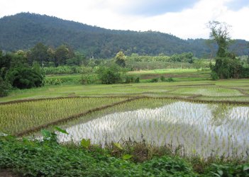 Rizi&egrave;res thaies