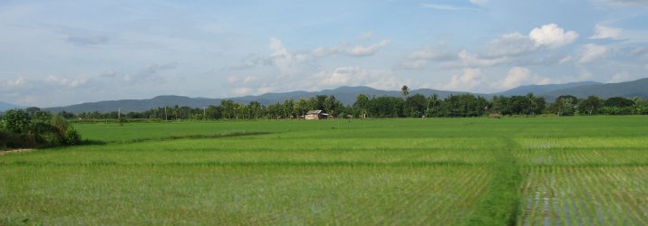 Rizi&egrave;res thaies